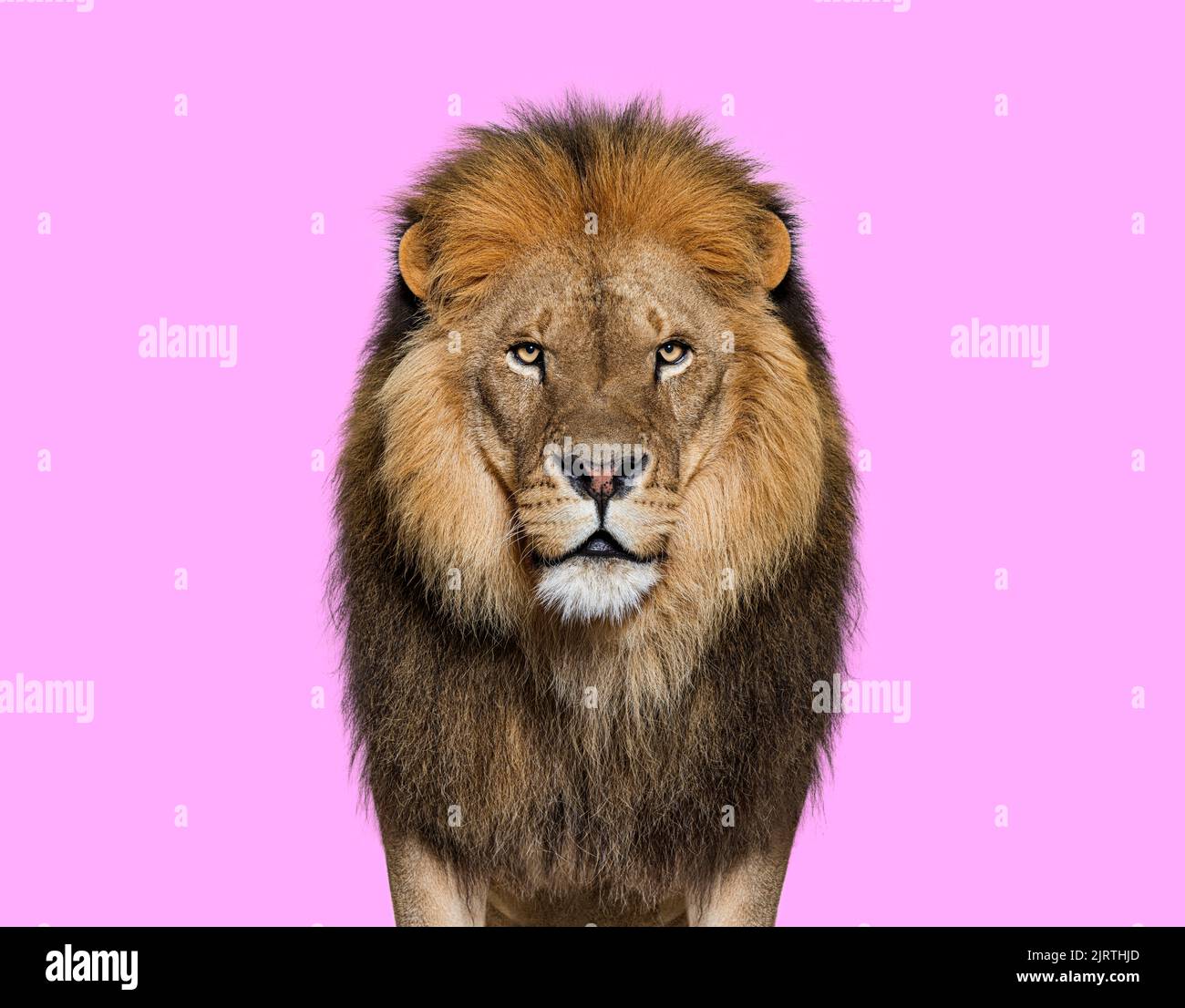 Portrait of a Male adult lion looking at the camera, Panthera leo on pink background Stock Photo