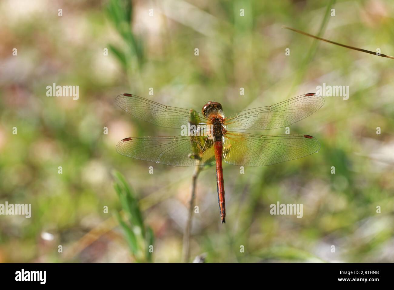 Vagrant darter (Sympetrum vulgatum) is a European dragonfly. Stock Photo
