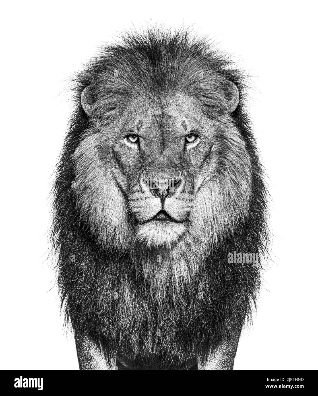 Black and white Portrait of a Male adult lion looking at the camera