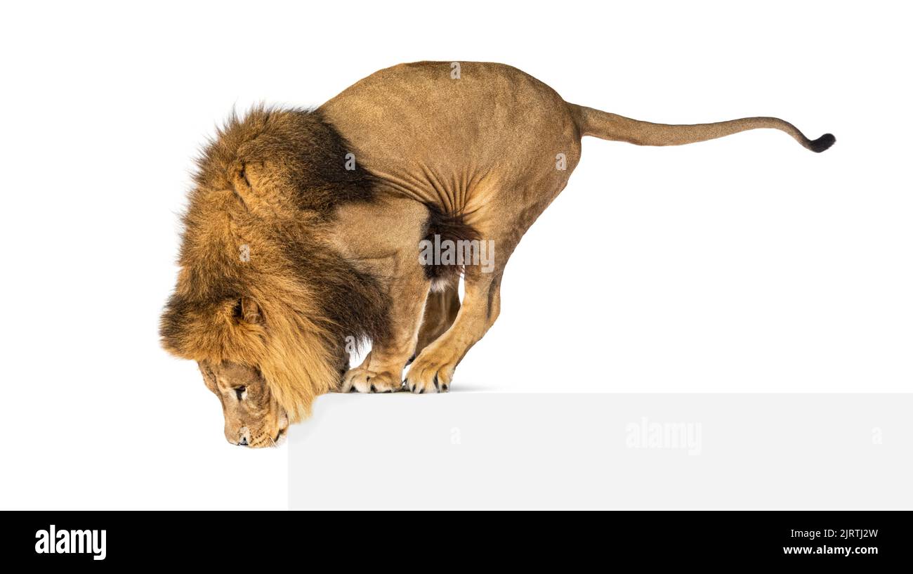 Side view of a Lion looking down, isolated on white Stock Photo