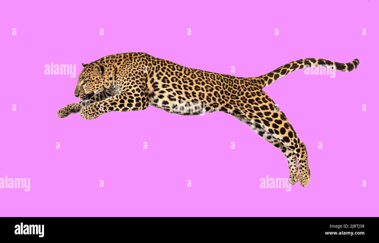 Spotted leopard leaping, panthera pardus, isolated on pink Stock Photo