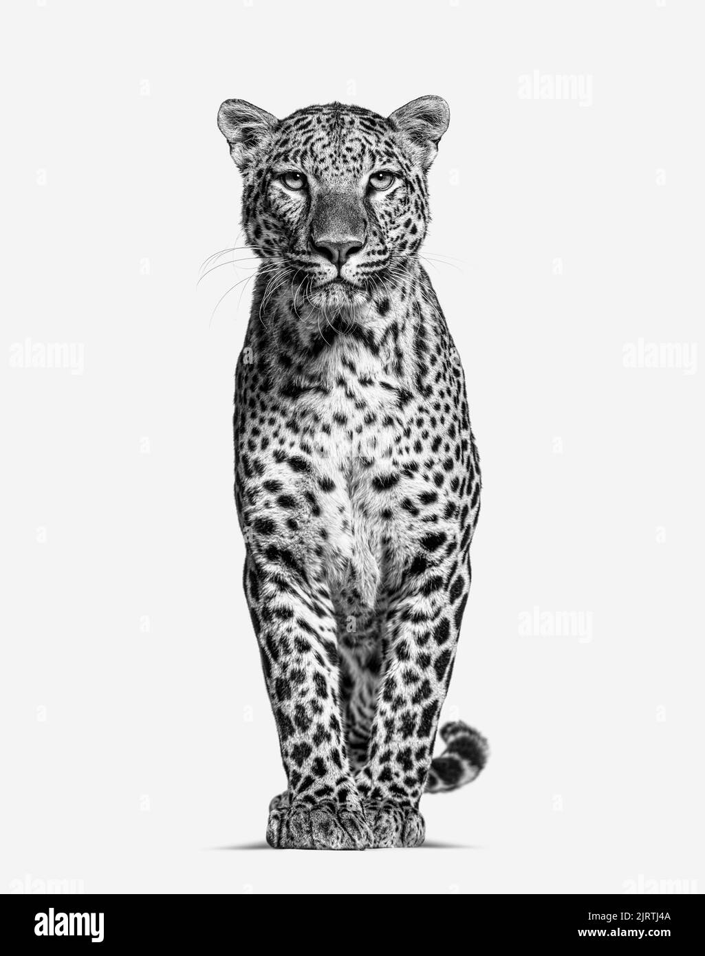 Black and white image of a Spotted leopard standing in front and facing