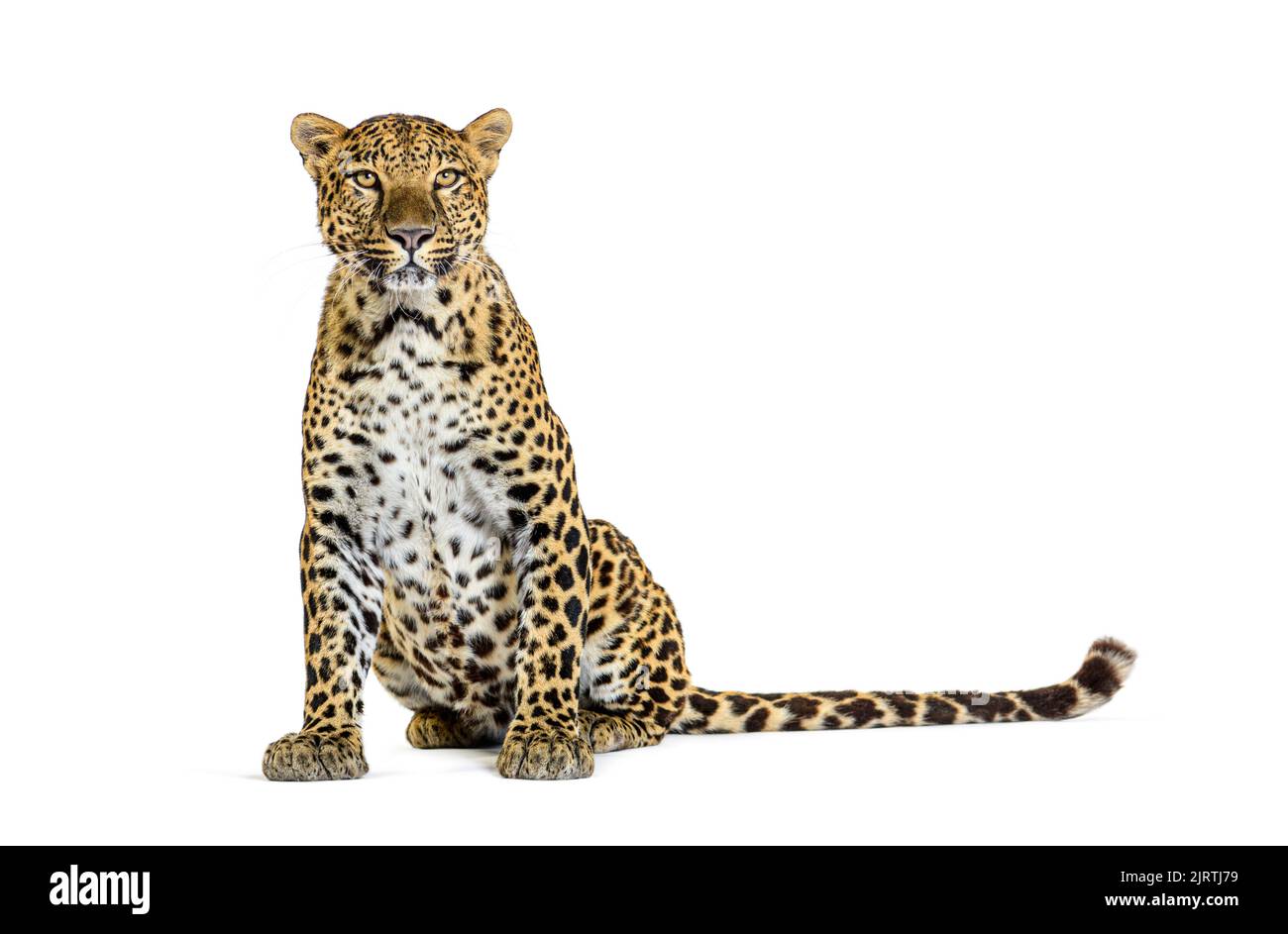 Spotted leopard standing in front and facing at the camera, isolated on