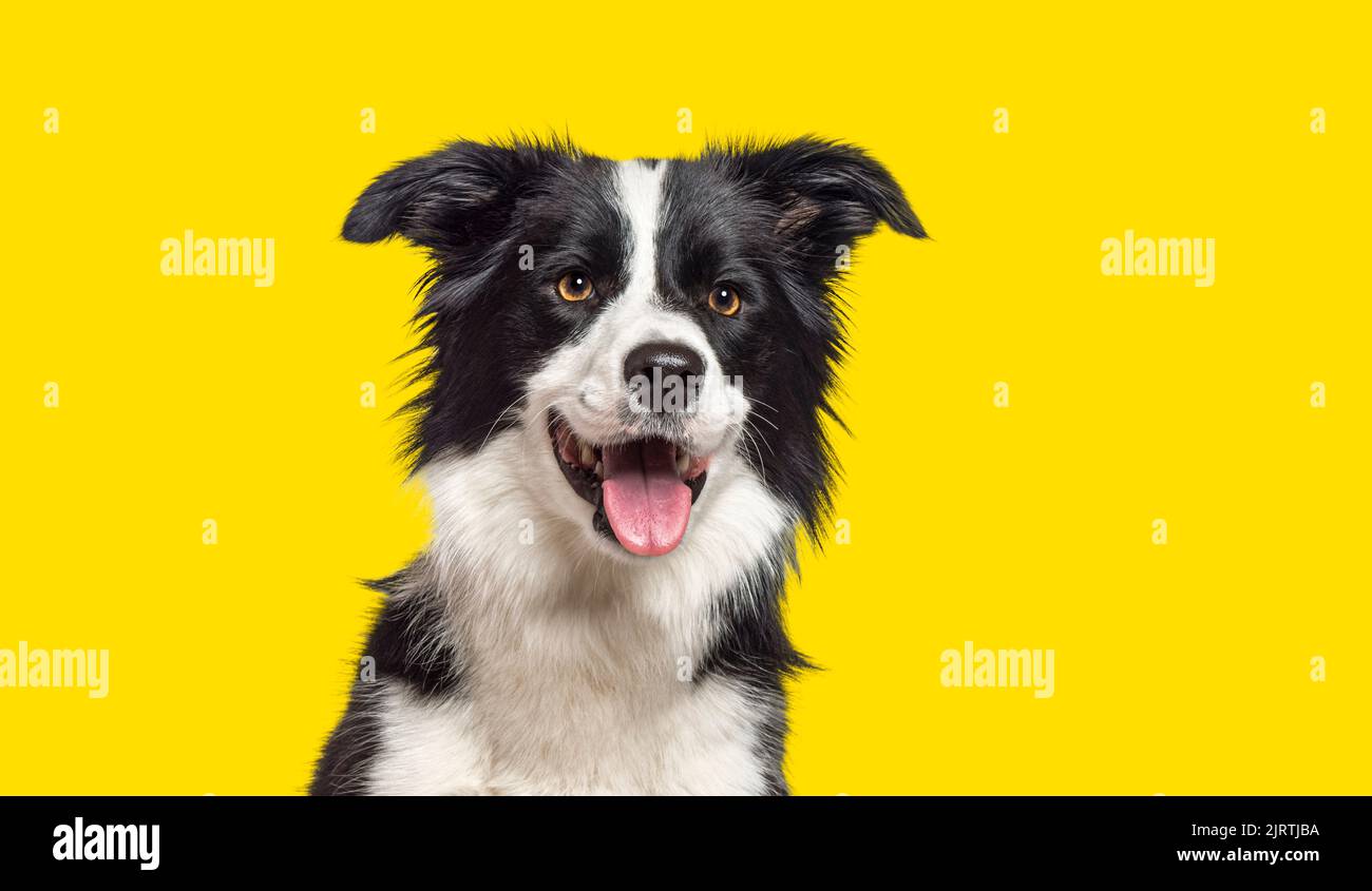 Funny Studio Portrait Of Cute Smilling Puppy Dog Border Collie Wearing Warm  Clothes Scarf Around Neck Isolated On White Background Stock Photo -  Download Image Now - iStock