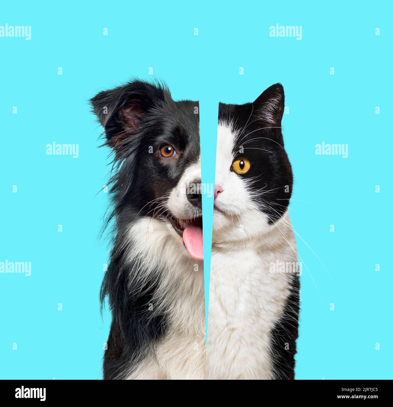 Picture showing the difference between the head of a dog and that of a cat, Head shot side by side against blue background Stock Photo