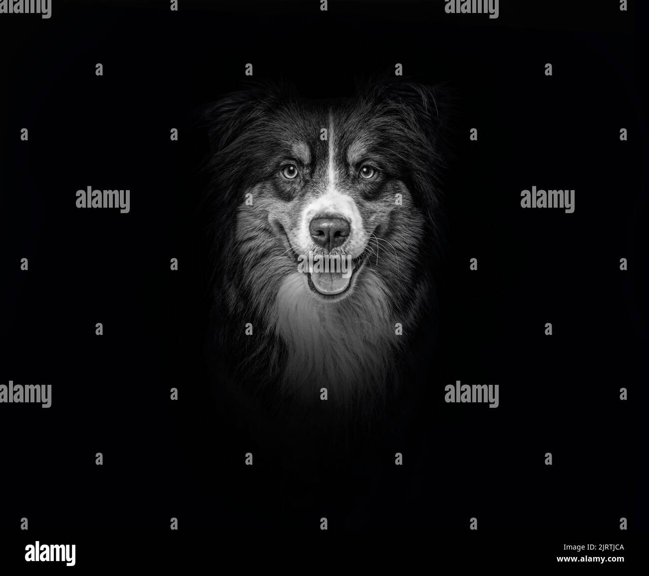 Black and white Head shot of a Red tri-color Australian Shepherd panting on black background Stock Photo