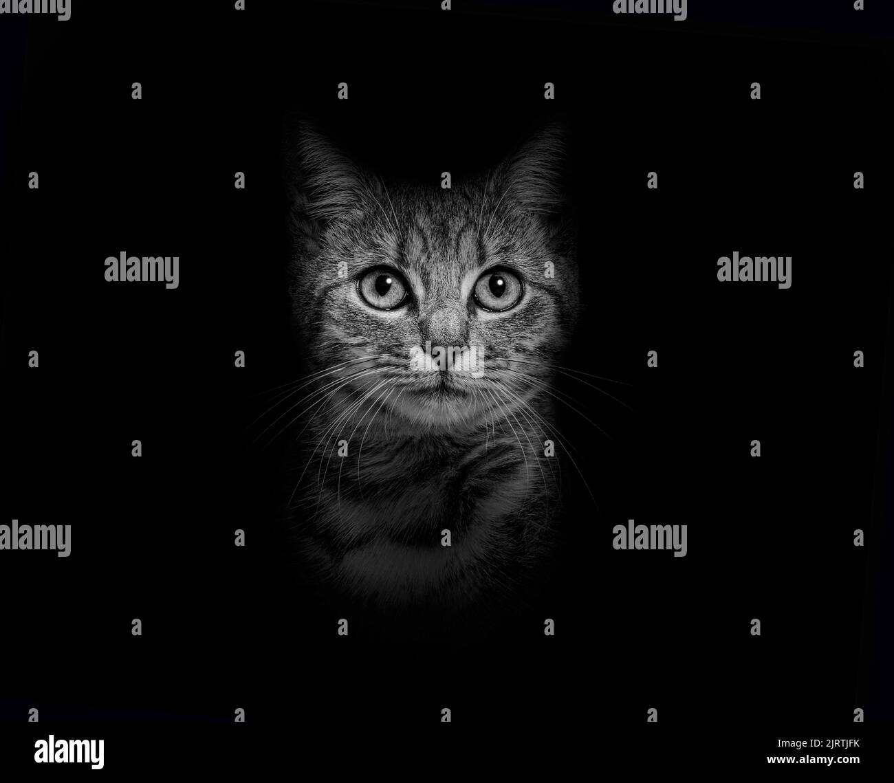 Black and white Portrait of a Grey stripped Tabby mixed-breed cat on black background Stock Photo