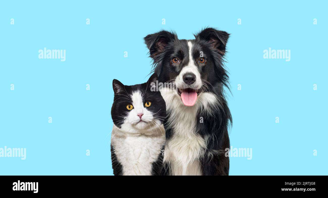 Black and white mixed-breed Cat and an Happy Border Collie dog panting on blue background Stock Photo