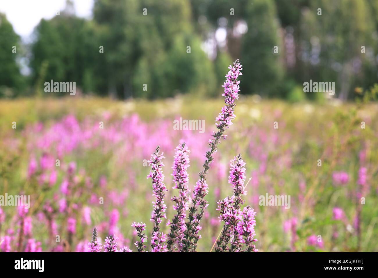 Meadow with violet purple blooming wild flowers.  Loosestrife in the wild. (Lythrum salicaria) Stock Photo