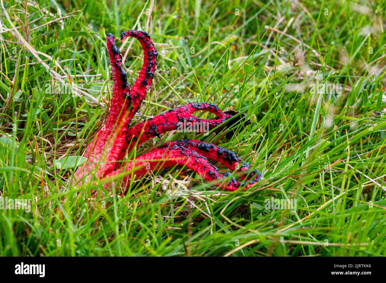 The fungus Clathrus archeri is commonly known as the octopus stinkhorn or the devil's fingers, here seen in Dartmoor National Park, Devon, UK. Stock Photo