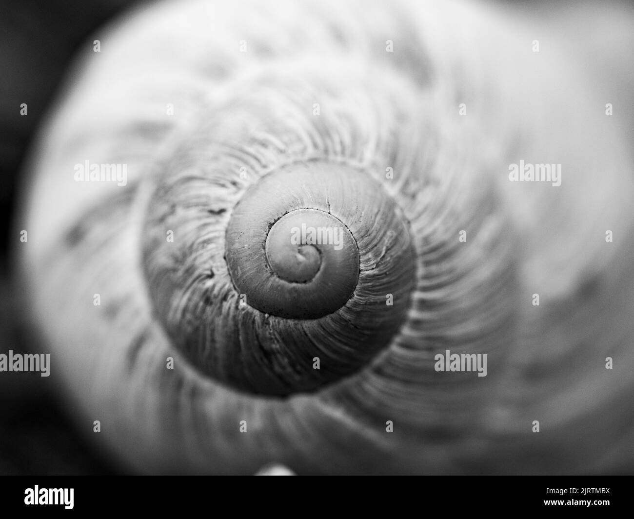 Wet snail Black and White Stock Photos & Images - Alamy