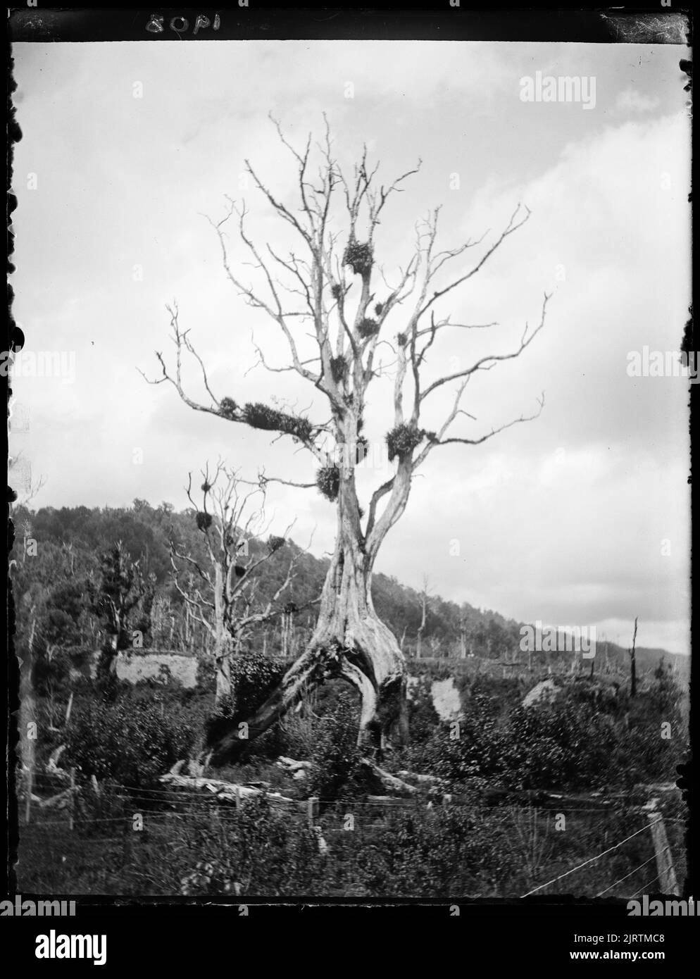 A large specimen of the Rata showing its bifurcated trunk which has grown in the form of an arch. Clumps of Astelia adorn its branches , circa 1908, North Island, by Leslie Adkin. Gift of G. L. Adkin family estate, 1964. Stock Photo