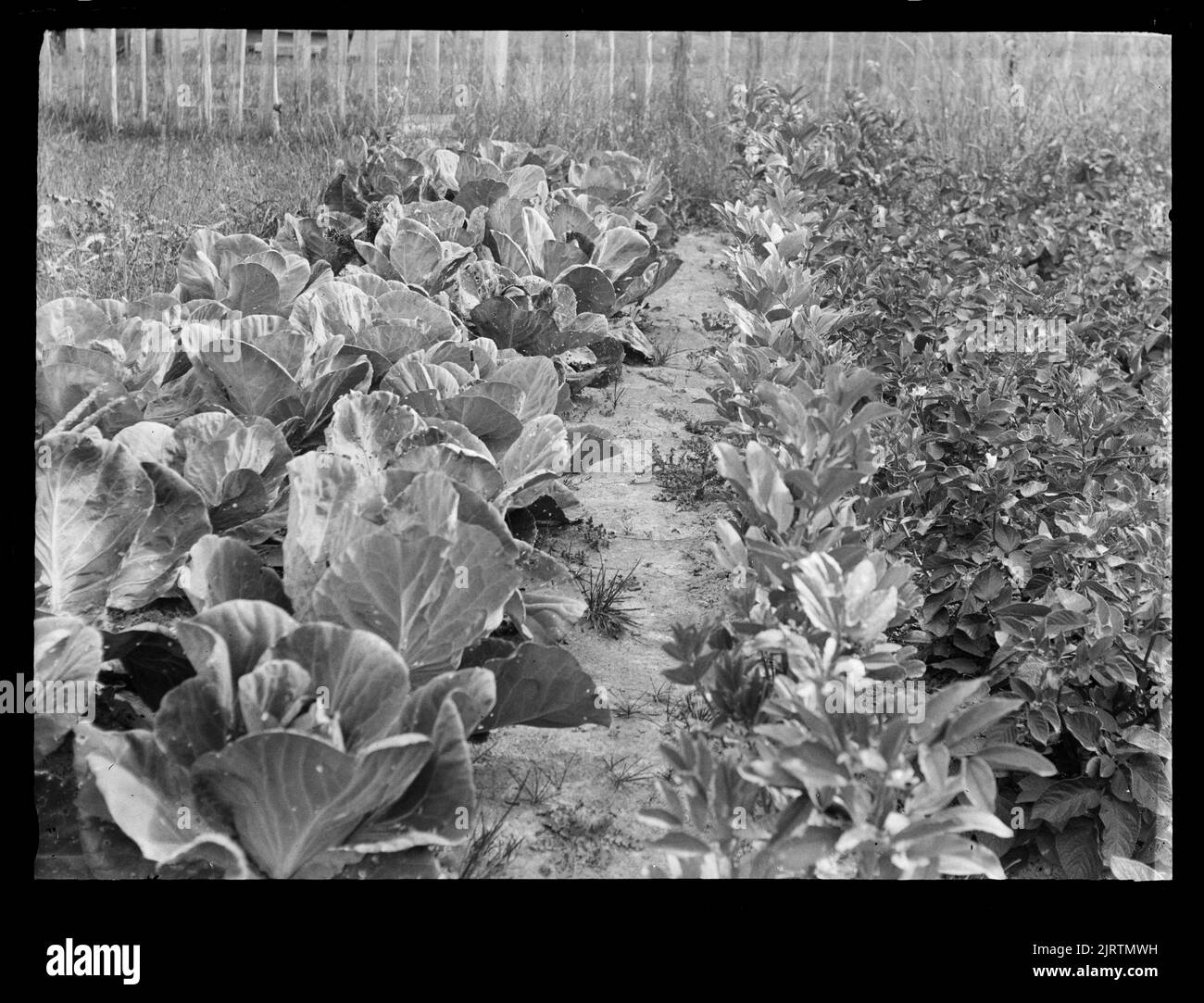 The first vegetables in the kitchen garden , 25 December 1916, Levin