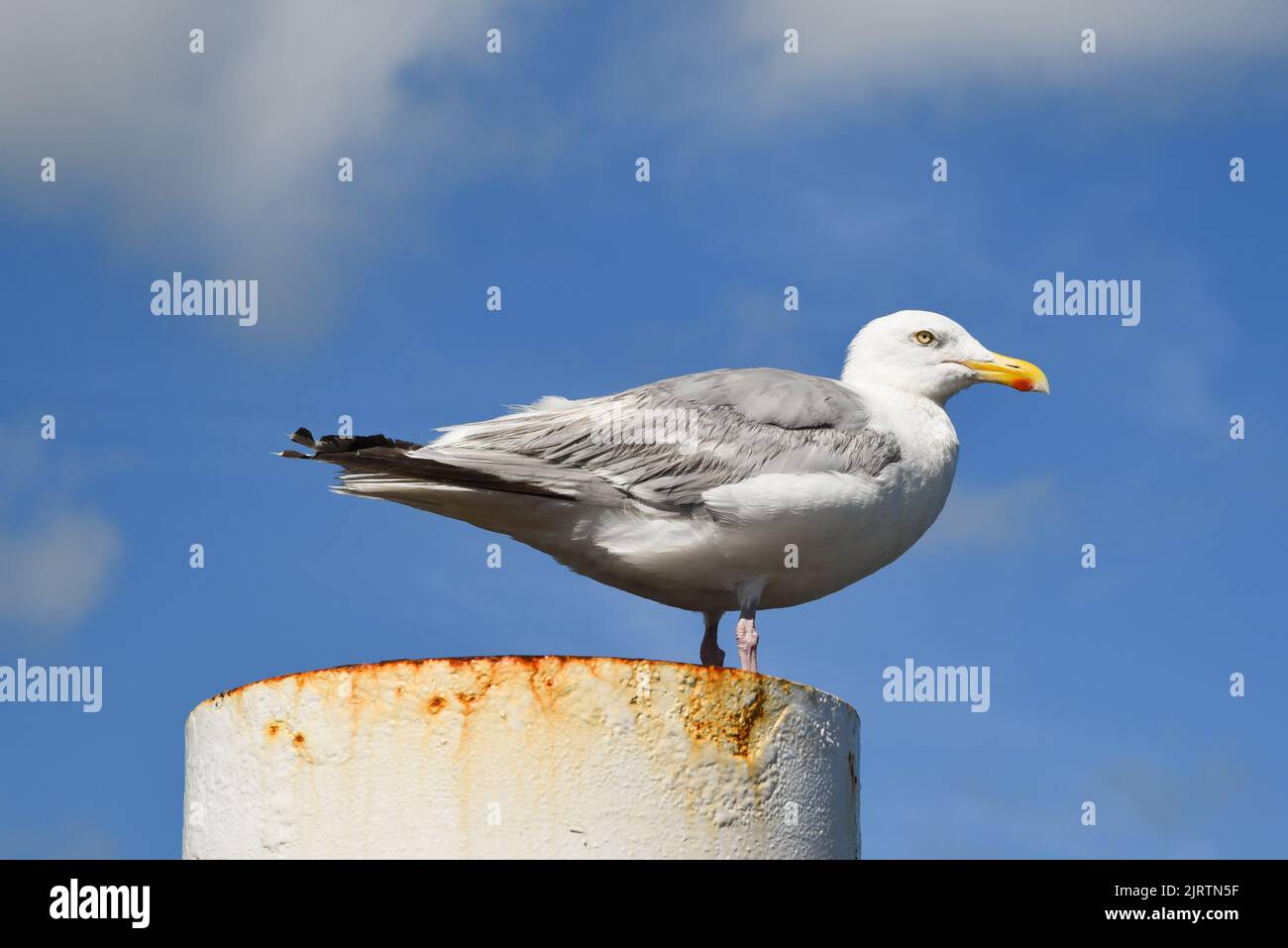 Texel, Netherlands. August 2022. Resting seagull on a rusty mooring post. High quality photo Stock Photo