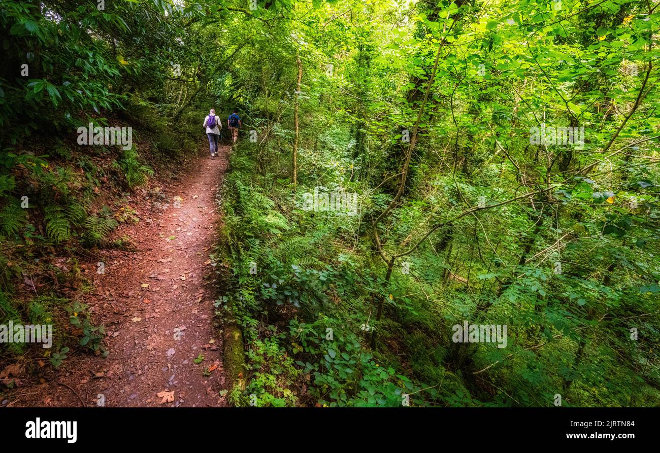 Hikers ahead on the woodland walk at Lydford Gorge, Devon, UK Stock Photo