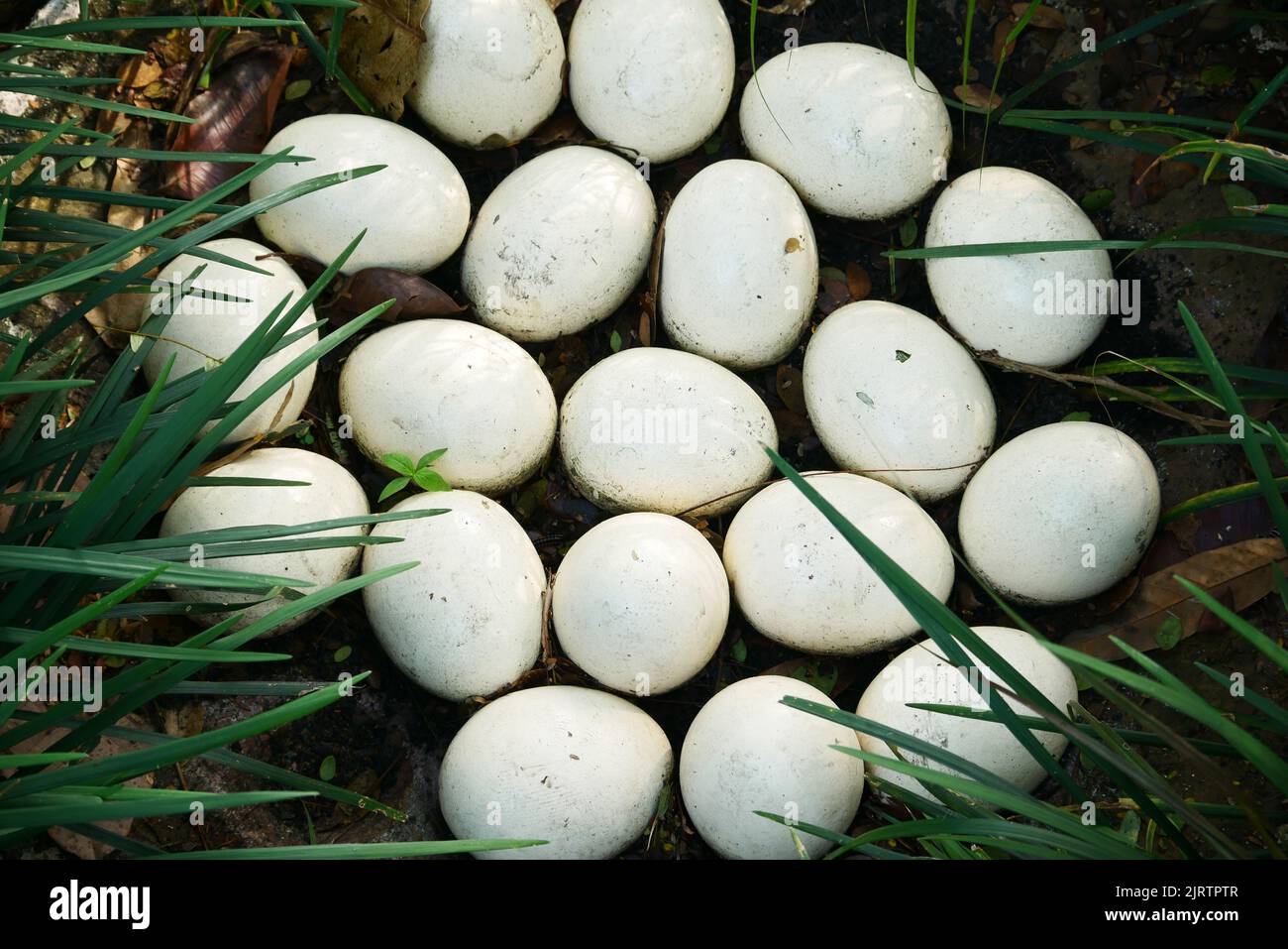 Ostrich egg on green grass top view  Stock Photo