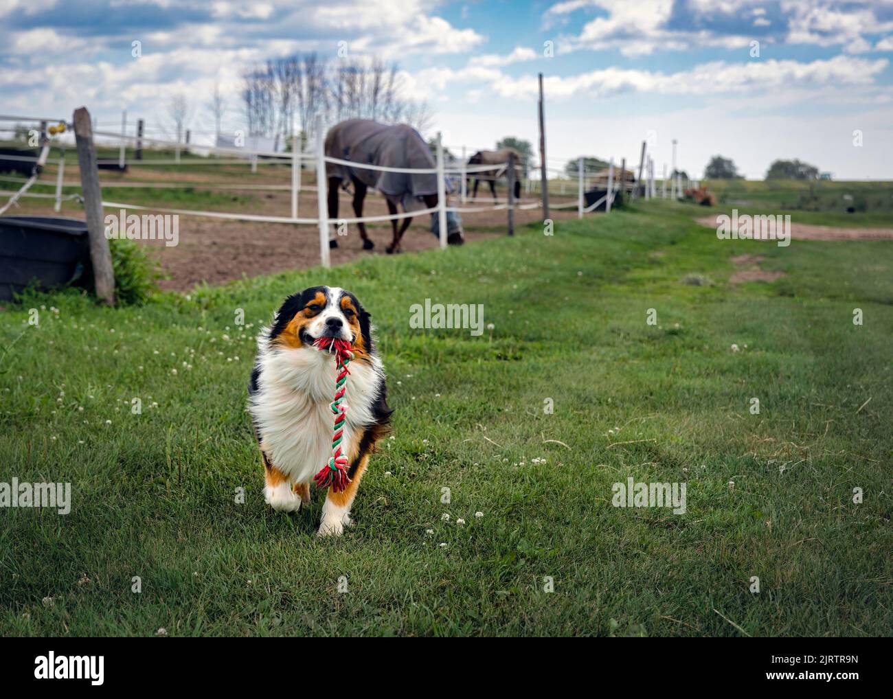 An Australian Shepherd plays with his rope bone at a horse stable near Manitowoc, Wisconsin. Stock Photo