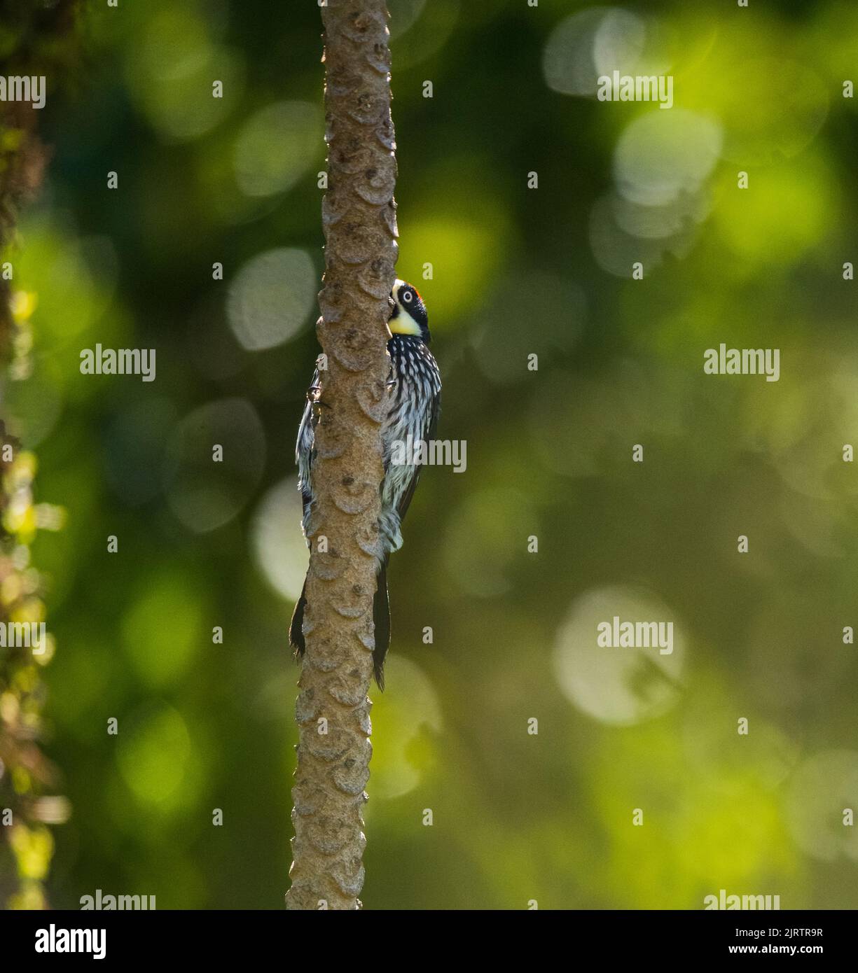 An acorn woodpecker perched on a tree with beautiful bubble bokeh