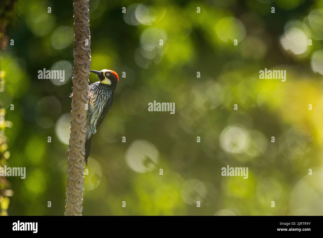 An acorn woodpecker perched on a tree with beautiful bubble bokeh
