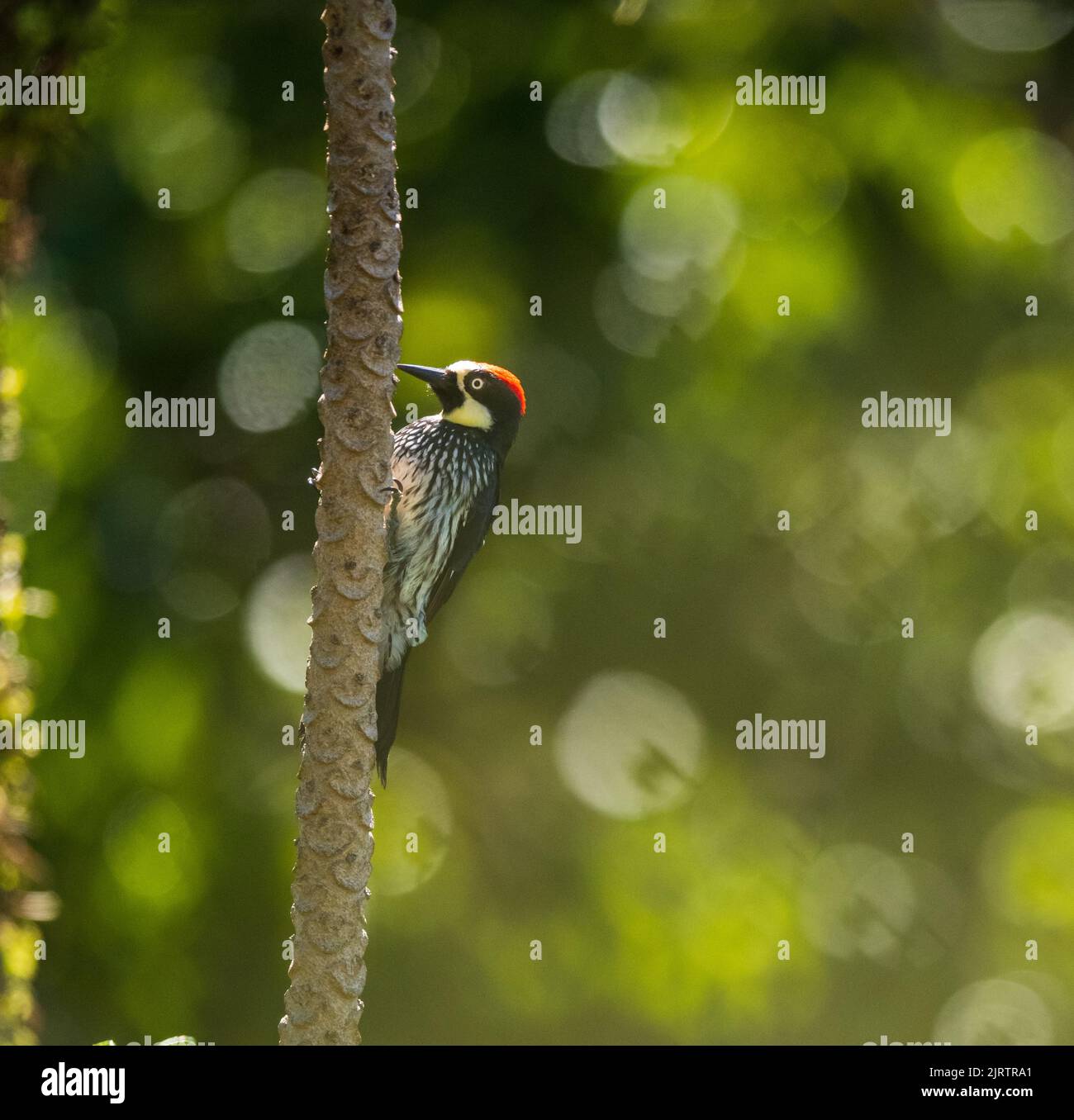 An acorn woodpecker perched on a tree with beautiful bubble bokeh