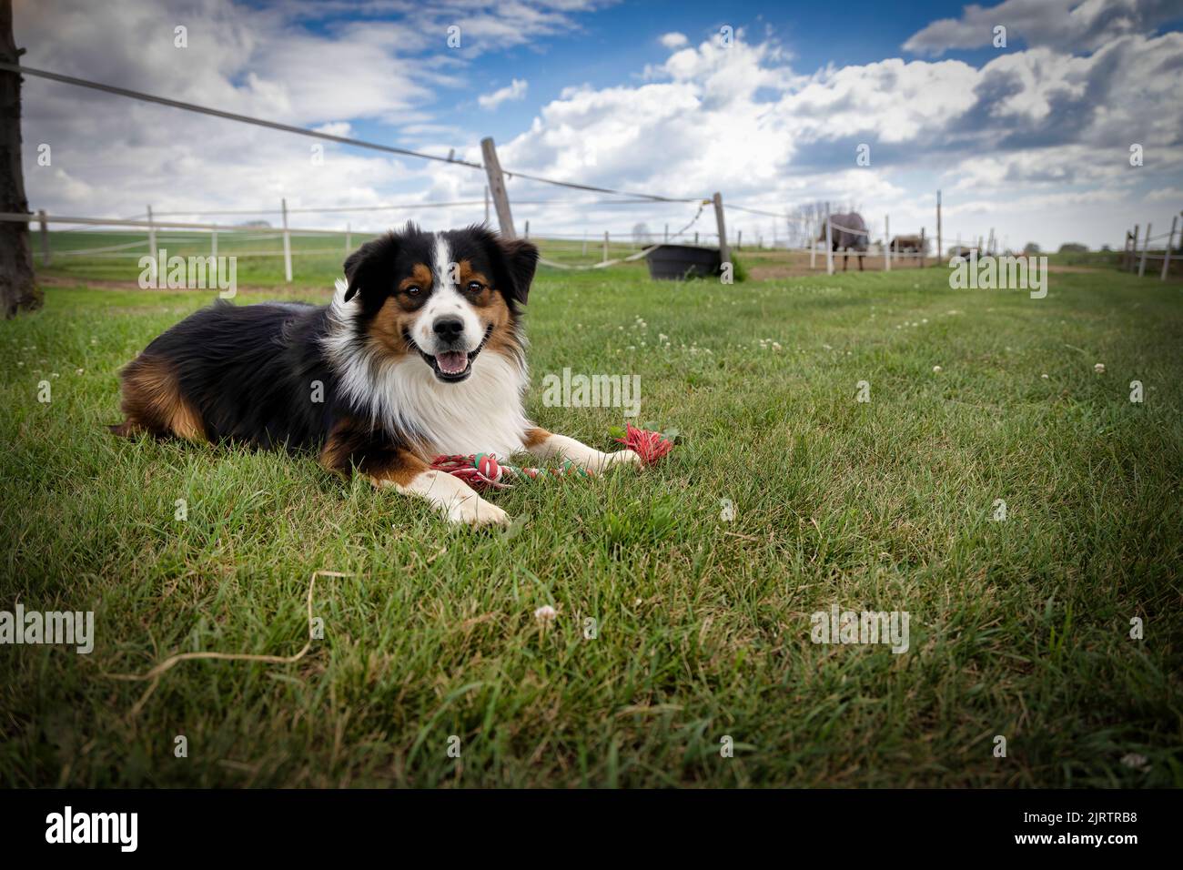 An Australian Shepherd rests after playing with his rope bone at a horse stable near Manitowoc, Wisconsin. Stock Photo