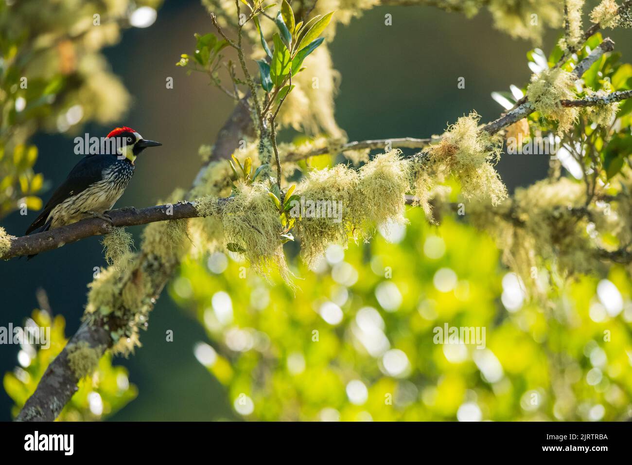 An acorn woodpecker perched on a tree with beautiful bubble bokeh