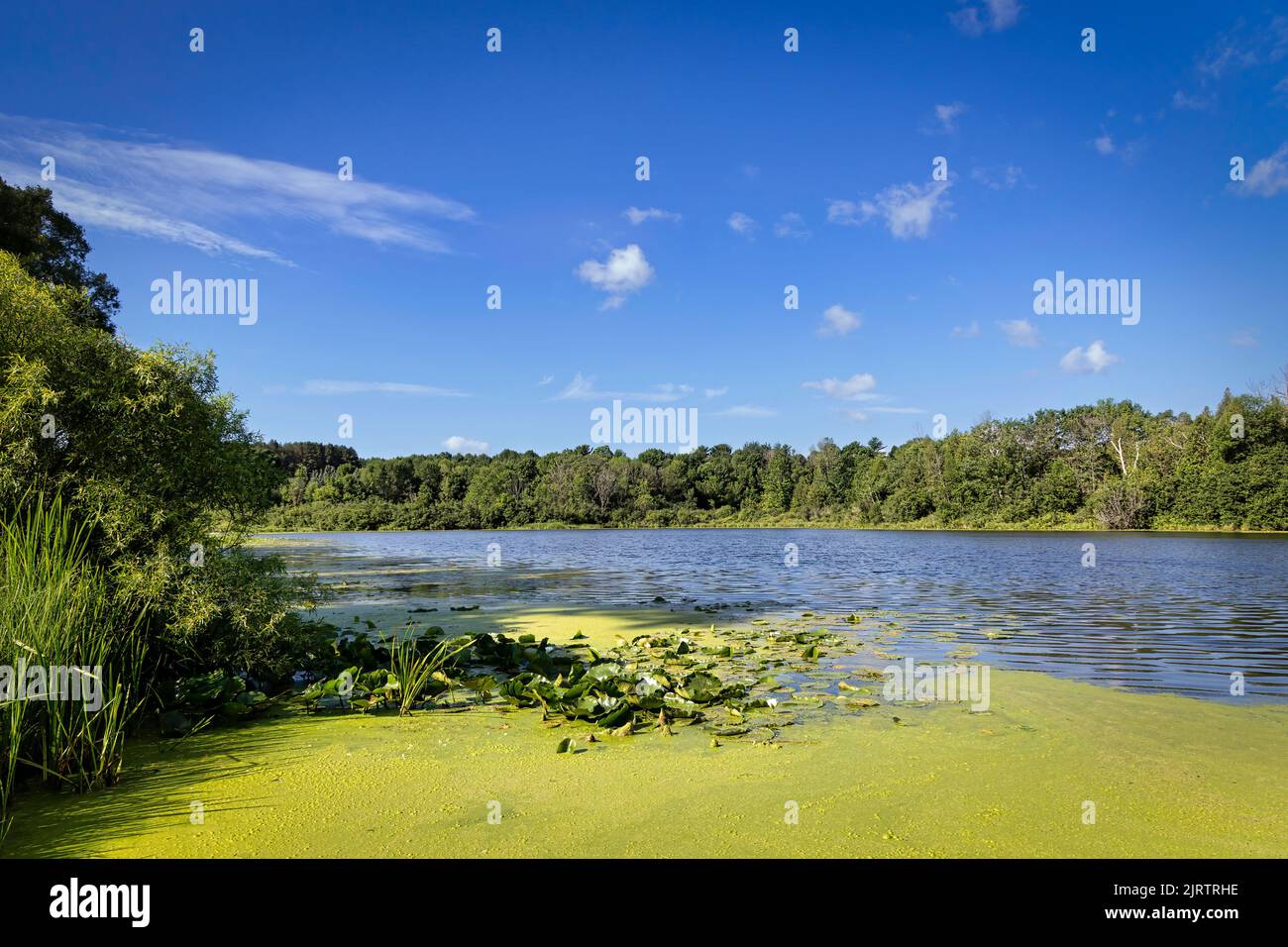 A view of the green weed beds on Gass Lake near Manitowoc, Wisconsin. Stock Photo