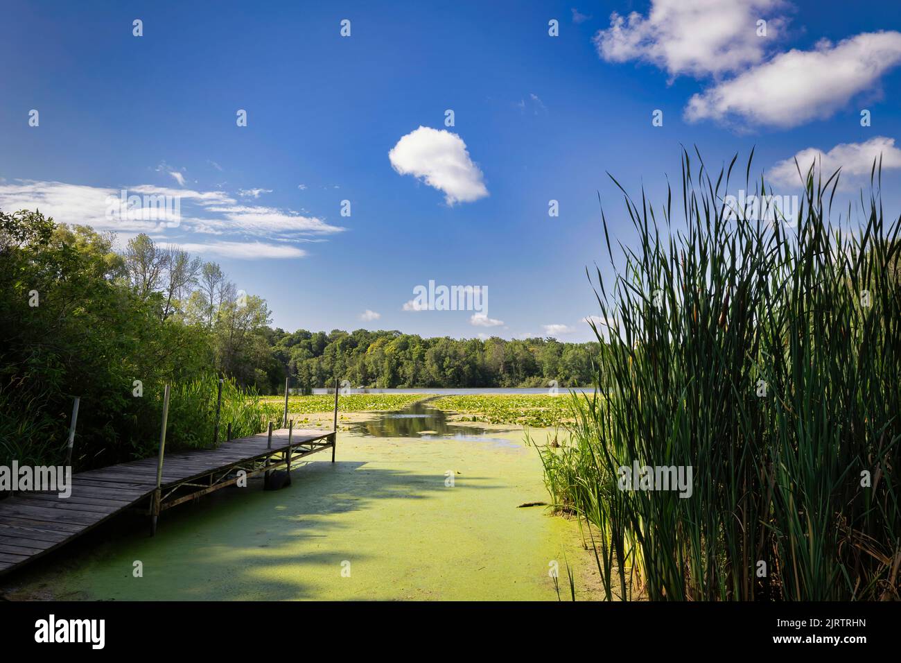 A sunny day by the public dock at Hartlaub Lake, covered in duckweed, near Manitowoc, Wisconsin. Stock Photo