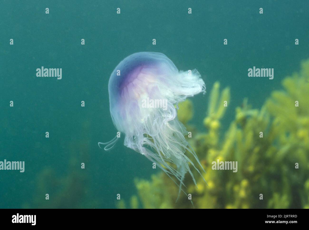 Blue Jellyfish - Bluefire Jellyfish (Cyanea lamarckii) swimming Atlantic Ocean Scotland - UK Stock Photo