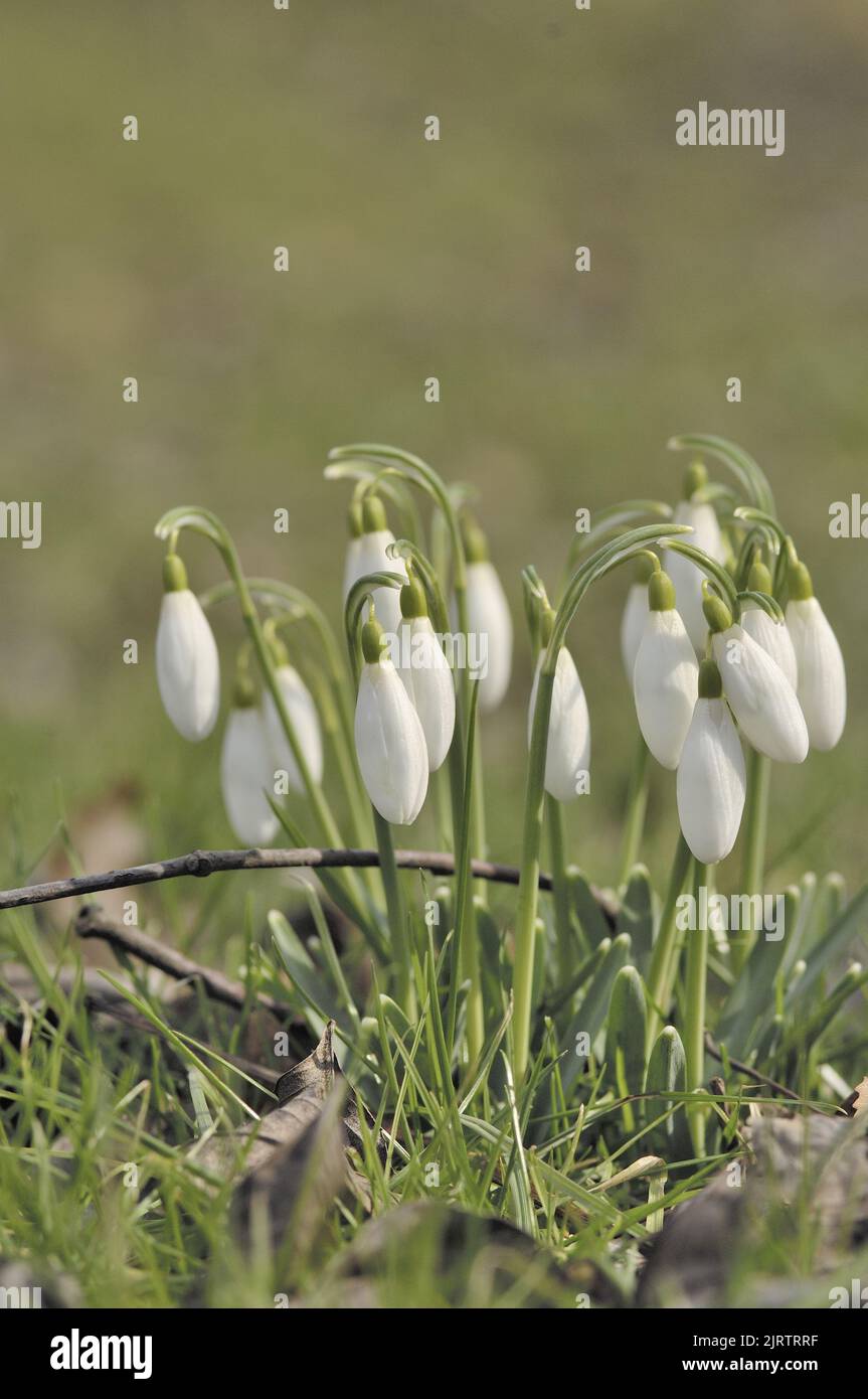 Snowdrops (Galanthus nivalis) flowering at the end of the winter  Belgium Stock Photo