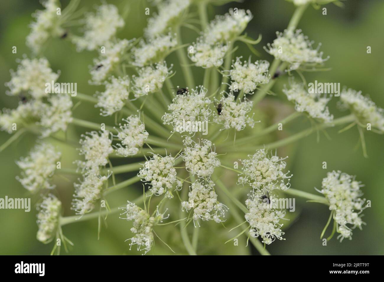 Wild angelica (Angelica silvestris) flowering in summer - visited by insects Belgium Stock Photo