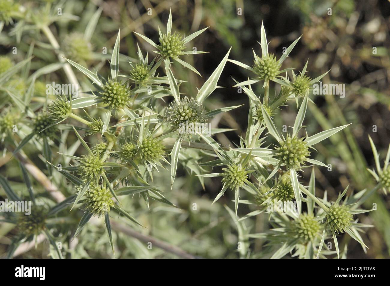 Field eryngo (Eryngium campestre) flowering in summer Vaucluse - Provence - France Stock Photo
