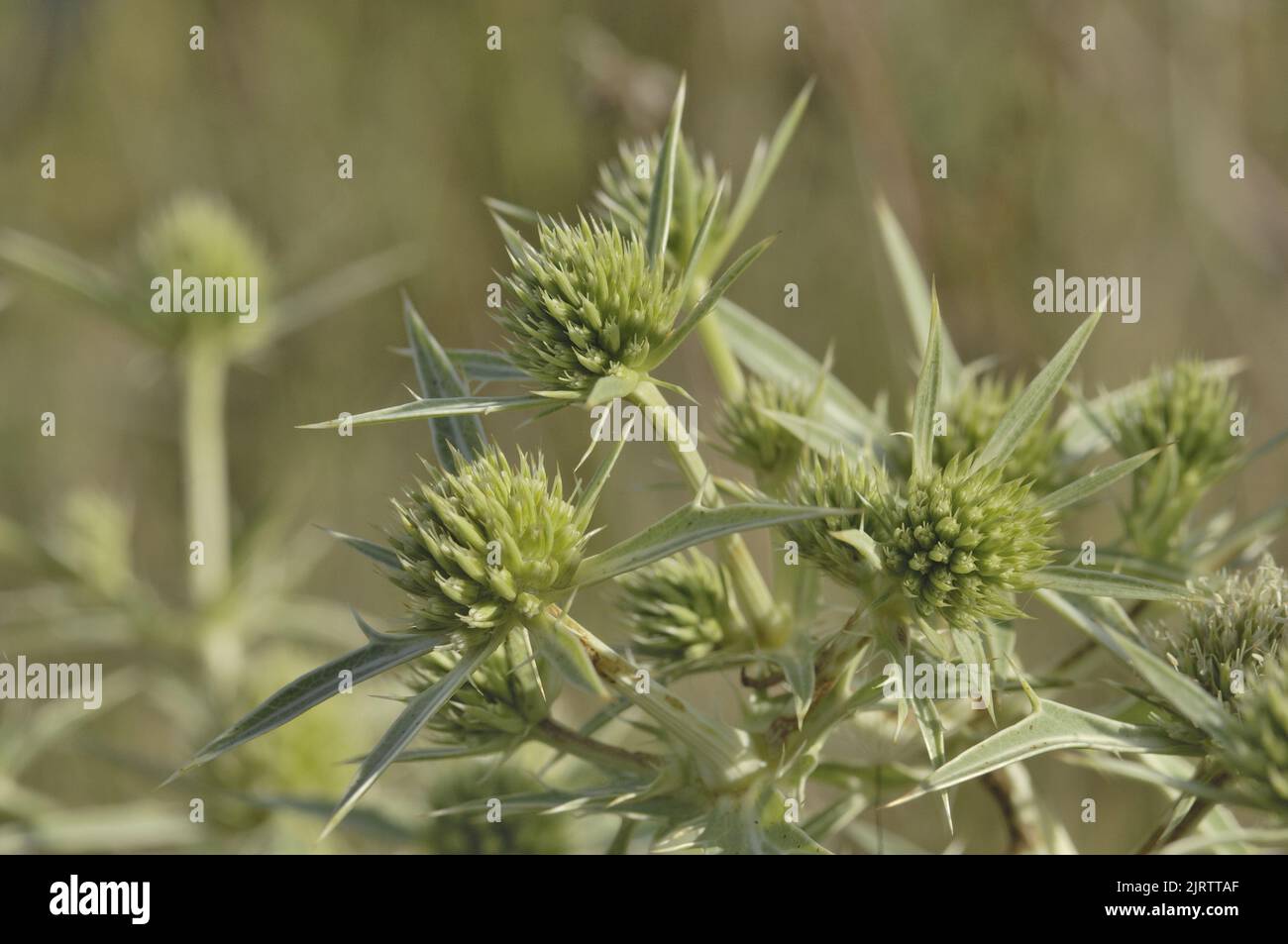 Field eryngo (Eryngium campestre) flowering in summer Vaucluse - Provence - France Stock Photo