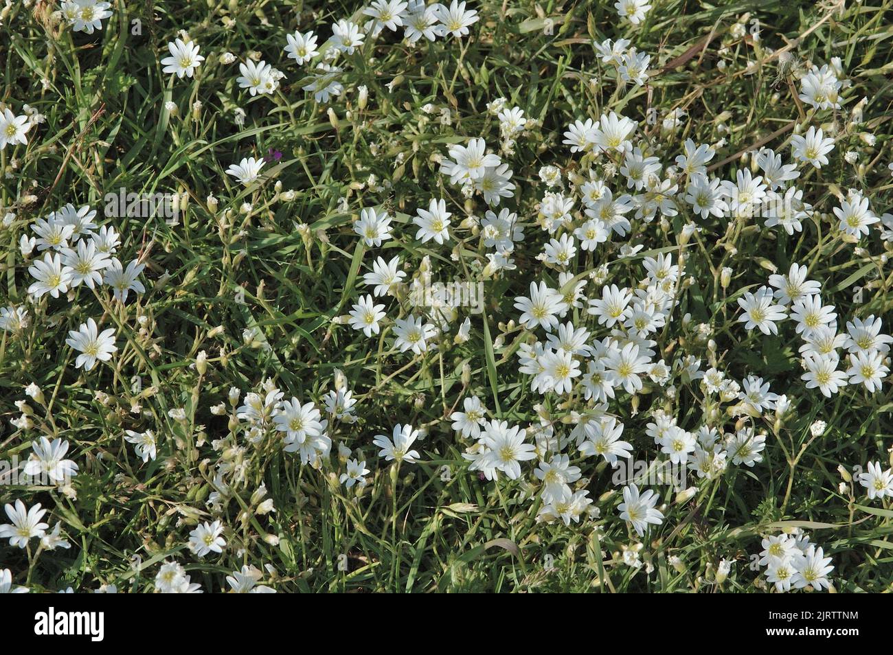 Field chickweed - Field mouse-ear (Cerastium arvense) flowering in summer Belgium Stock Photo