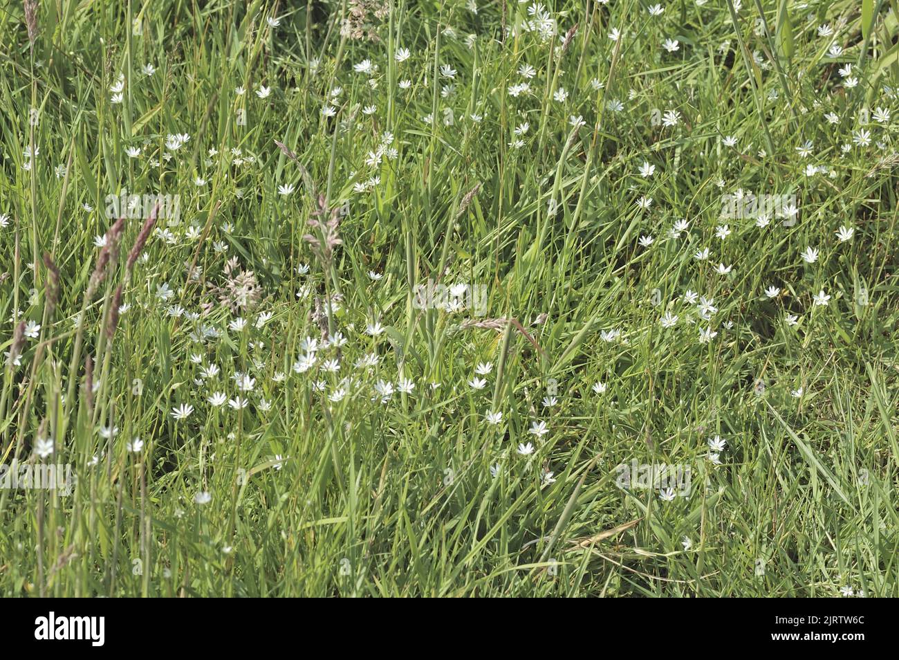 Common starwort - Lesser stichwort - Grass-leaved stichtwort - Grass-like starwort (Stellaria graminea) f lowering in a wild meadow at spring Belgium Stock Photo