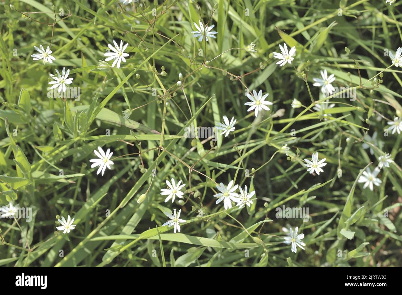 Common starwort - Lesser stichwort - Grass-leaved stichtwort - Grass-like starwort (Stellaria graminea) f lowering in a wild meadow at spring Belgium Stock Photo