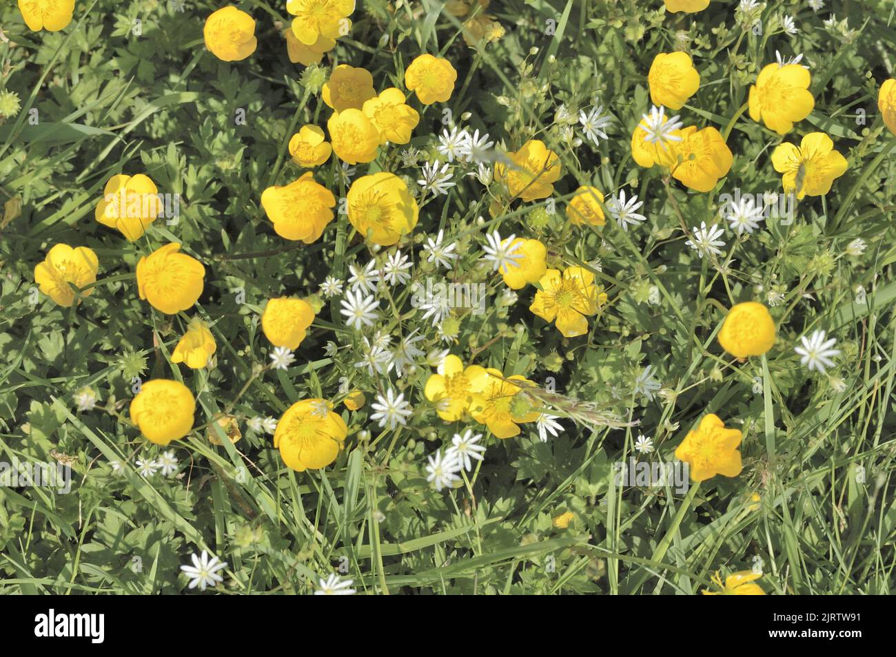 Common starwort - Lesser stichwort - Grass-leaved stichtwort - Grass-like starwort (Stellaria graminea) and buttercup sp flowering in a wild meadow at Stock Photo