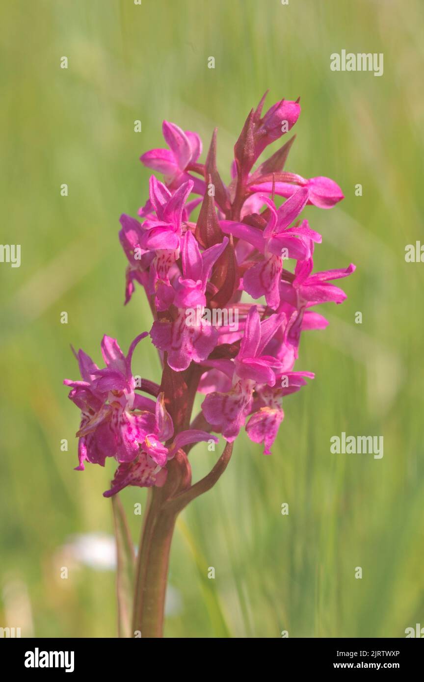 Heath-spotted orchid - Hardy orchid - Moorland spotted orchid (Dactylorhiza maculata - Orchis maculata) flowering at spring Belgium Stock Photo
