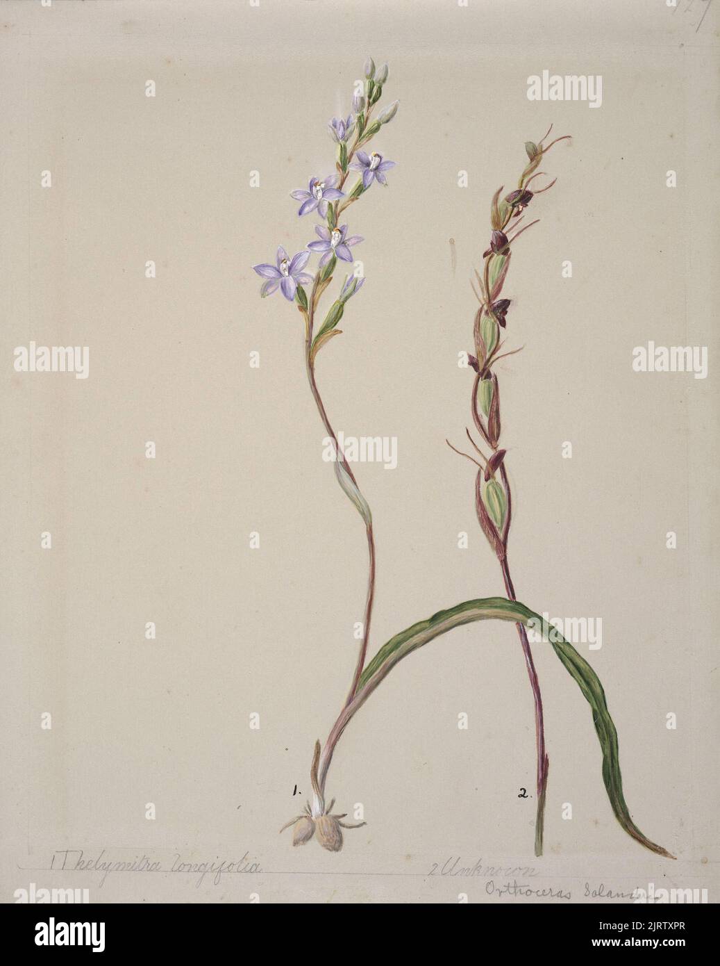 [Thelymitra longifolia], circa 1885, New Zealand, by Sarah Featon. Stock Photo