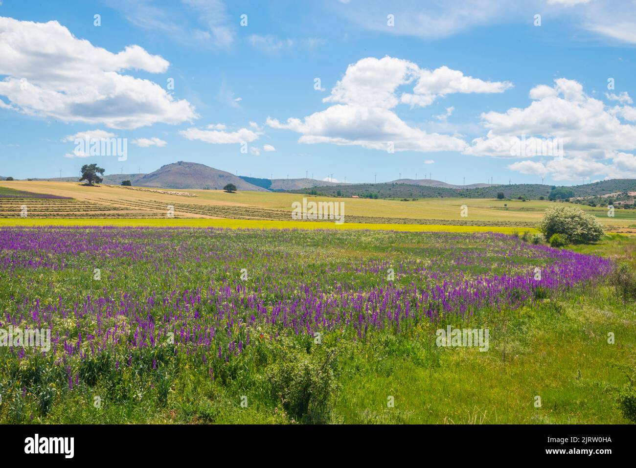 Spring landscape. Montejo de Tiermes, Soria province, Castilla Leon, Spain. Stock Photo