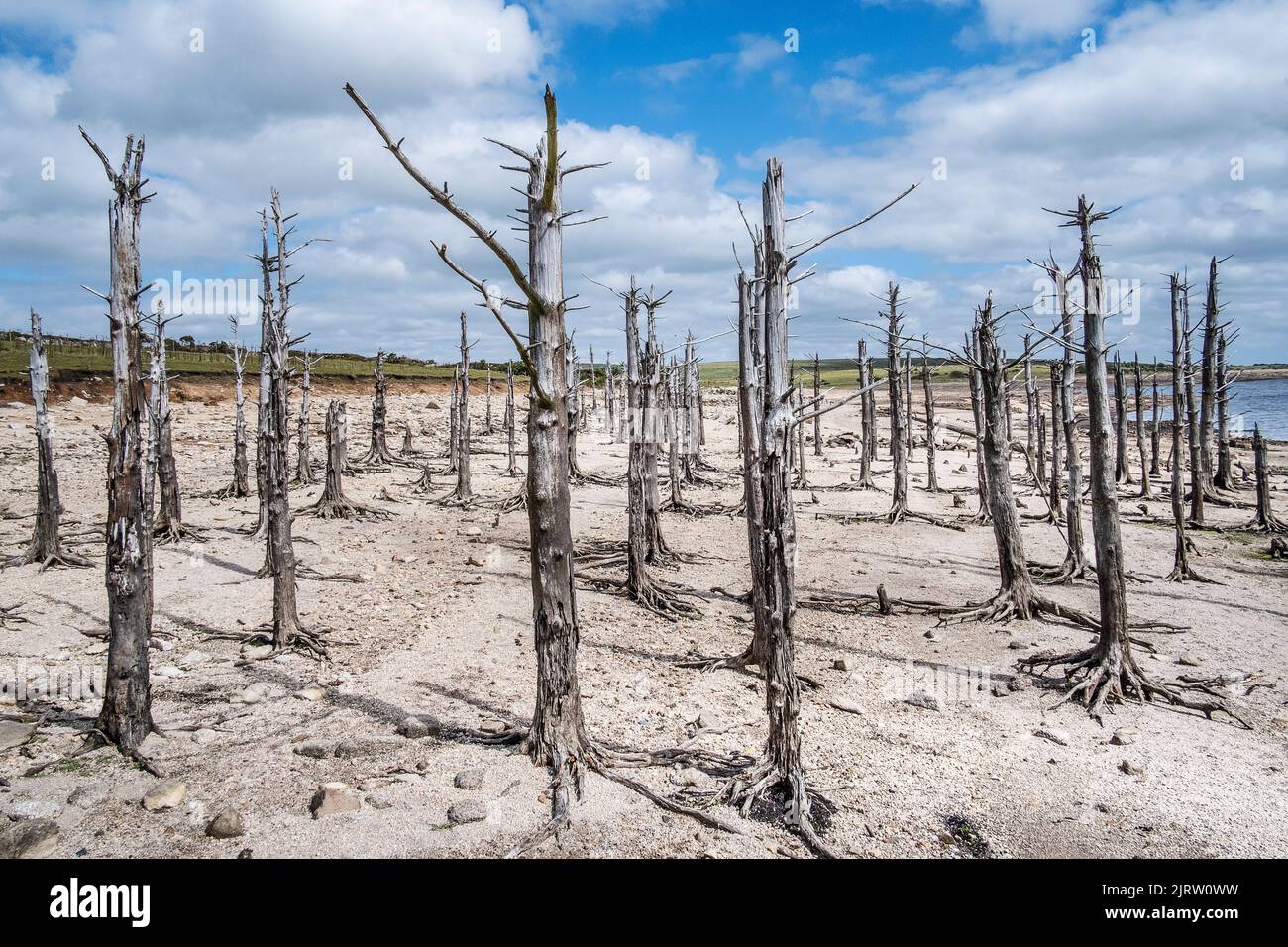 A stand of old dead skeletal trees exposed by falling water levels caused by severe drought conditions at Colliford Lake Reservoir on Bodmin Moor in C Stock Photo