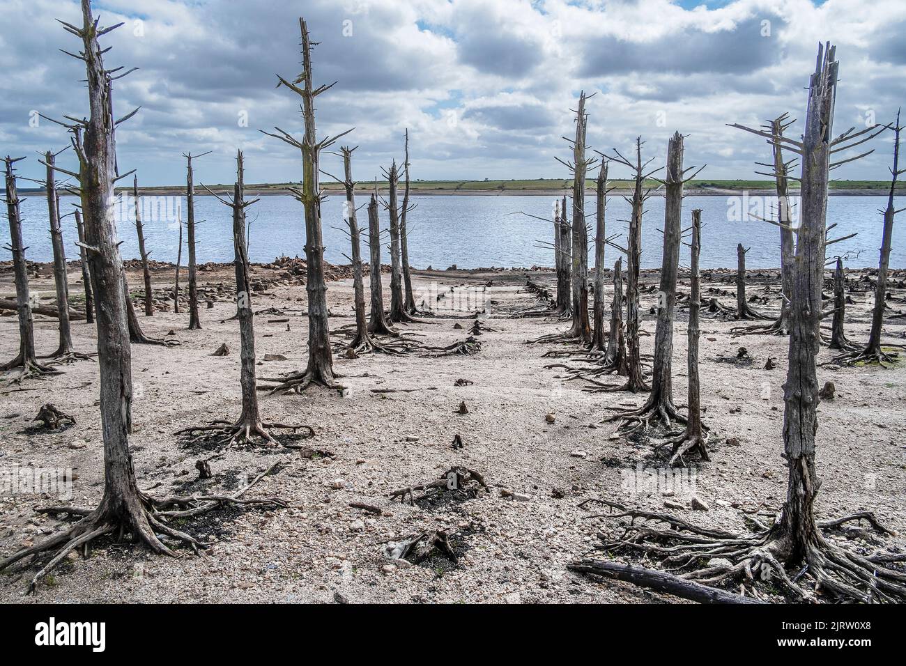 A stand of old dead skeletal trees exposed by falling water levels caused by severe drought conditions at Colliford Lake Reservoir on Bodmin Moor in C Stock Photo