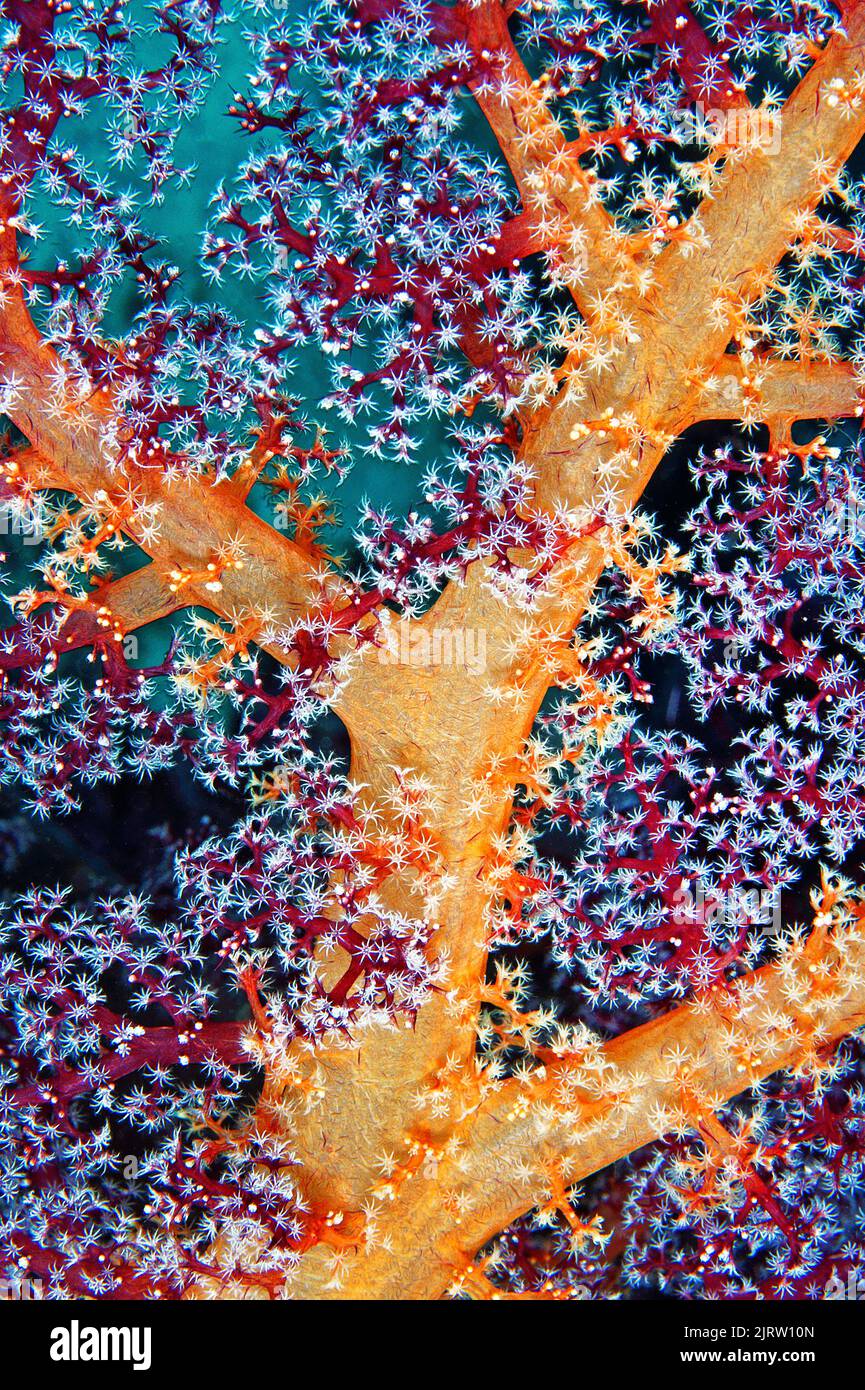 Colourful soft-coral (Anthozoa) opens its polyps, topical coral reef at Raja Ampat, Indonesia, Pacific Ocean Stock Photo