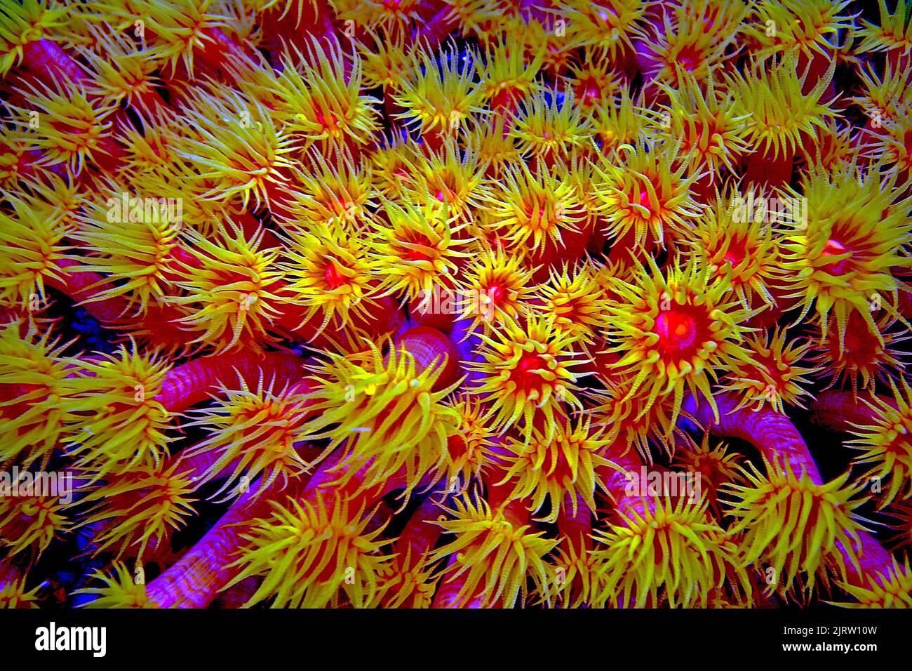 Orange tube coral or Cup coral (Tubastrea coccinea), occur in colonies that share a common skeletal base and tissue, Indonesia, Asia Stock Photo