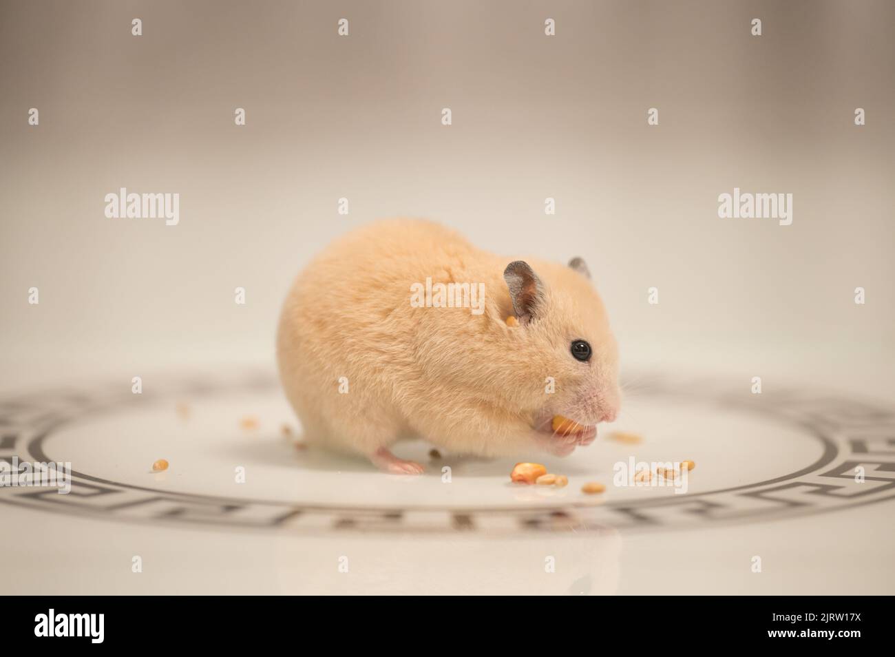 A hamster on a white background greedily stuffs food by its cheeks, a