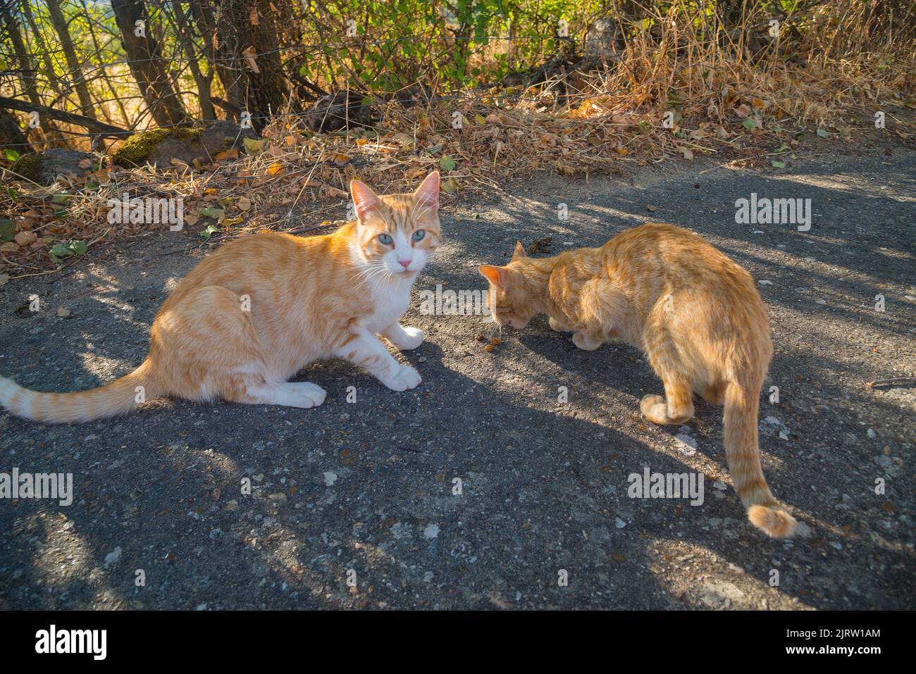 Two stray cats. Stock Photo