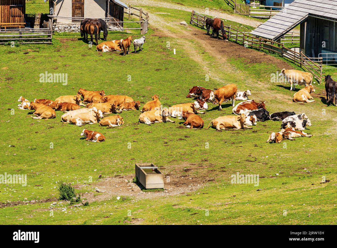Herd of dairy cows and horses on a mountain pasture, Italy-Austria border, Feistritz an der Gail, Osternig or Oisternig peak, Carinthia, Alps, Austria Stock Photo