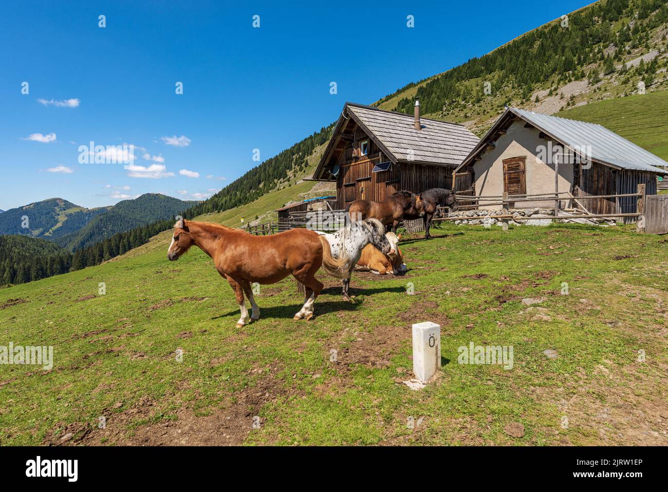 Herd of horses and dairy cow in a mountain pasture, Italy-Austria border, Feistritz an der Gail, Osternig or Oisternig peak, Carinthia, Alps, Austria Stock Photo