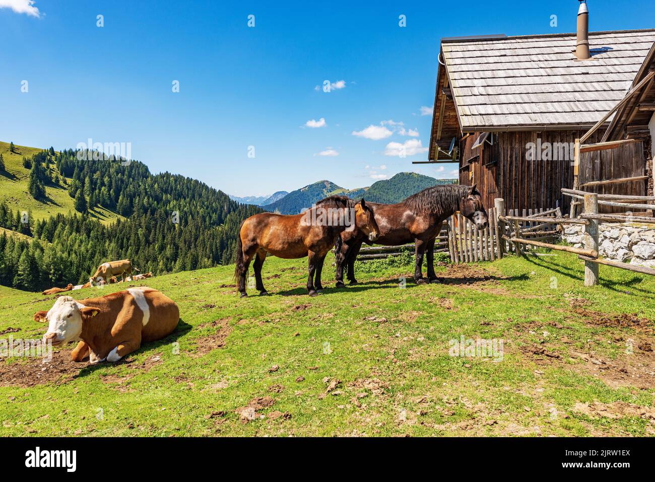 Herd of brown and white dairy cows and horses in a mountain pasture, Italy-Austria border, Feistritz an der Gail, Osternig peak, Carinthia, Austria Stock Photo