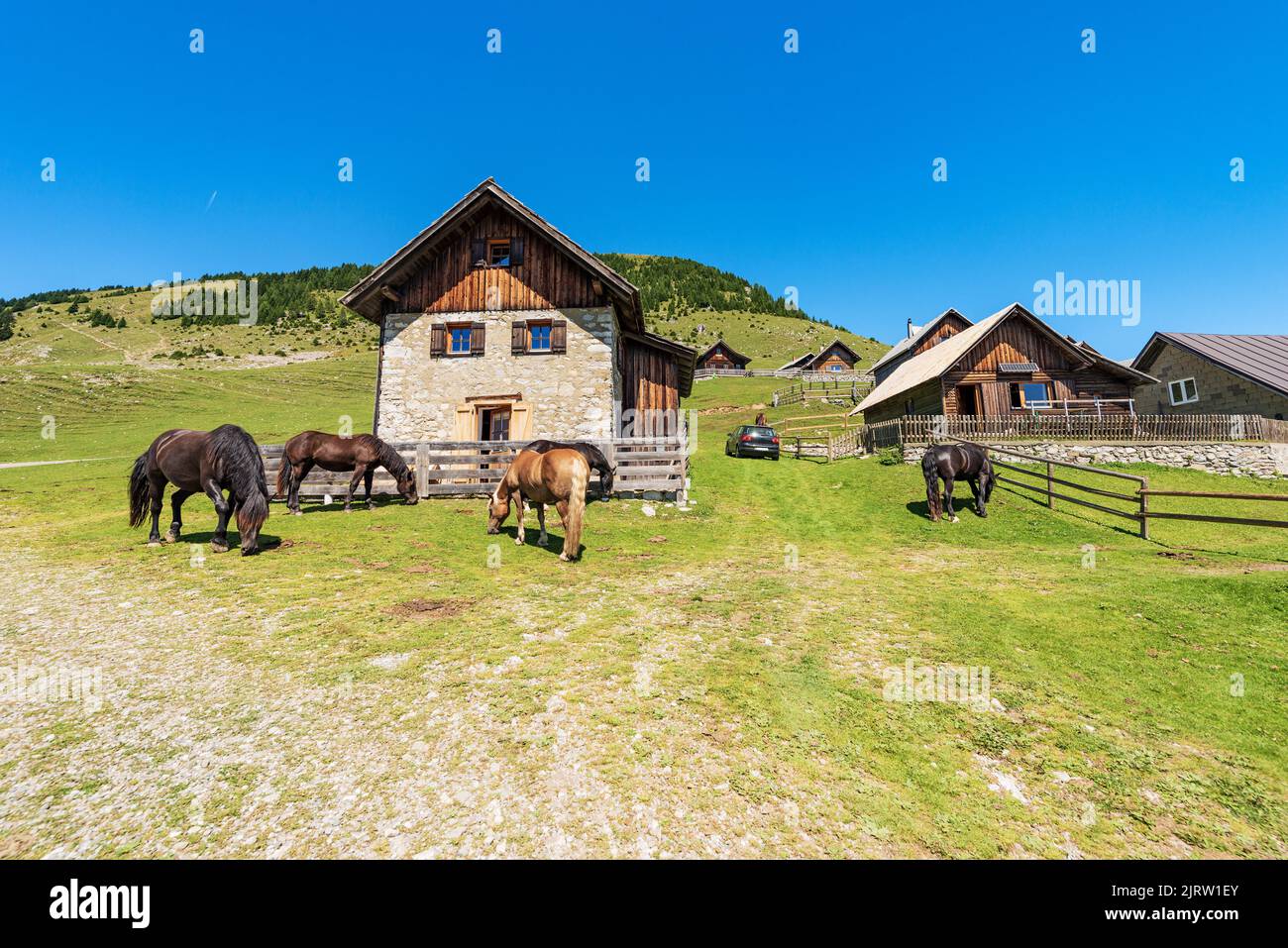 Herd of brown horses in a mountain pasture, Italy-Austria border, Feistritz an der Gail, Osternig or Oisternig peak, Carinthia, Carnic Alps, Austria. Stock Photo